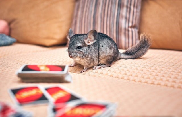 Can Chinchillas Eat Rose Petals