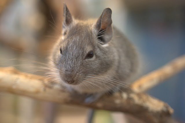 Can Chinchillas Eat Cucumbers