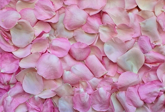 Can Chinchillas Eat Rose Petals