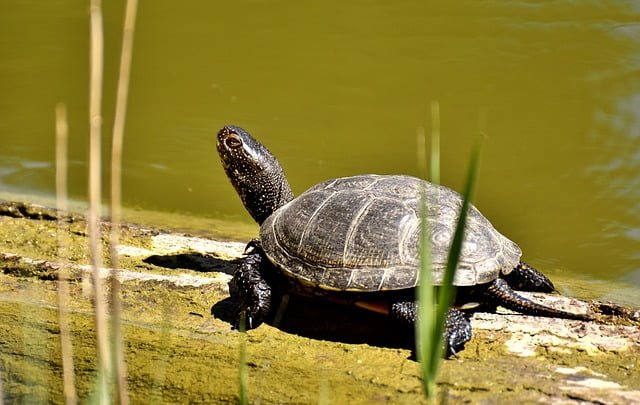 Can Sulcata Tortoises Eat Celery
