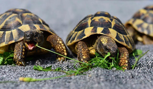 Can Sulcata Tortoises Eat Radishes