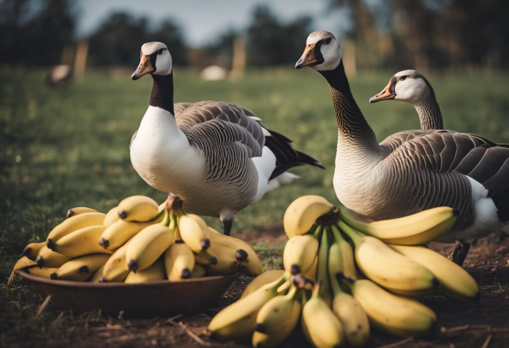Can Geese Eat Bananas?