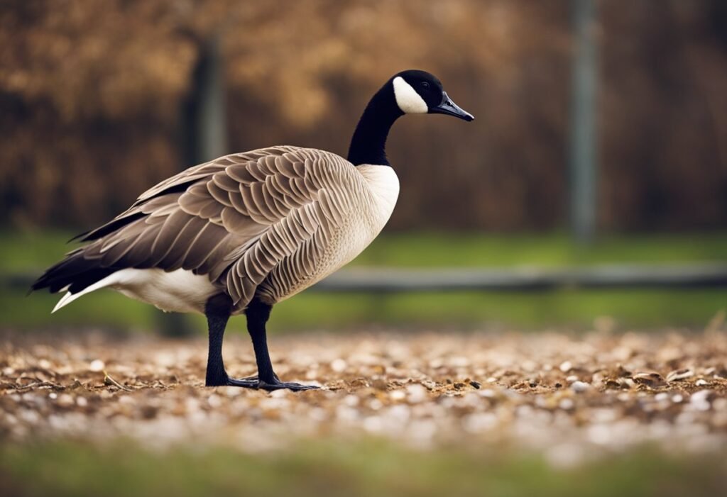Can Canada Geese Adults Eat Uncooked Grits