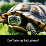 Can Tortoises Eat Lettuce