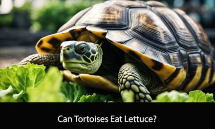 Can Tortoises Eat Lettuce?