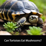 Can Tortoises Eat Mushrooms
