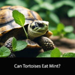 Can Tortoises Eat Mint