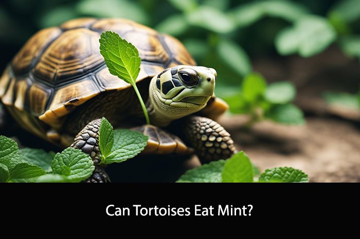 Can Tortoises Eat Mint?