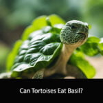 Can Tortoises Eat Basil
