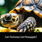 Can Tortoises Eat Pineapple