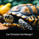 Can Tortoises Eat Mango