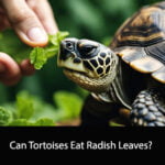 Can Tortoises Eat Radish Leaves