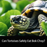 Can Tortoises Safely Eat Bok Choy