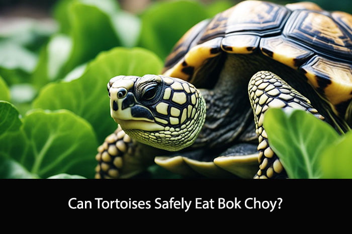 Can Tortoises Safely Eat Bok Choy