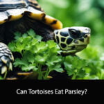 Can Tortoises Eat Parsley