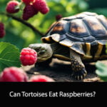 Can Tortoises Eat Raspberries