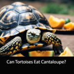Can Tortoises Eat Cantaloupe