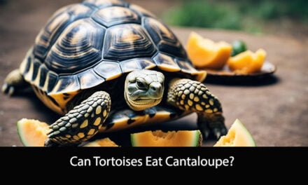 Can Tortoises Eat Cantaloupe?