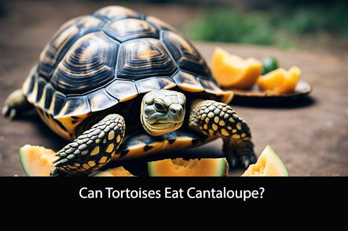 Can Tortoises Eat Cantaloupe