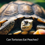 Can Tortoises Eat Peaches