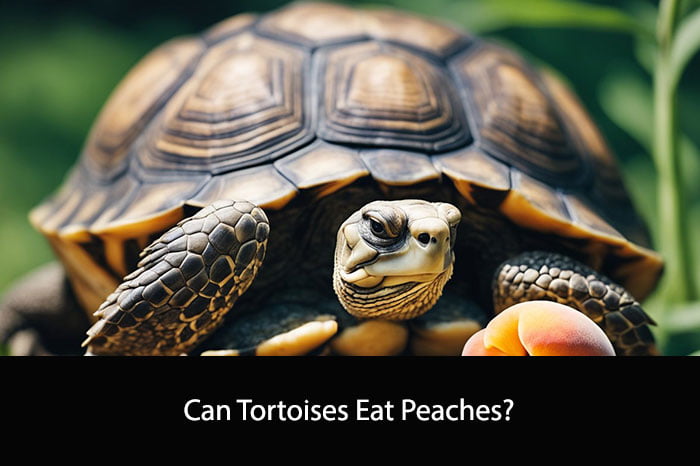 Can Tortoises Eat Peaches