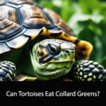 Can Tortoises Eat Collard Greens