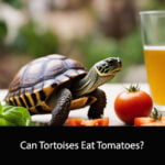 Can Tortoises Eat Tomatoes
