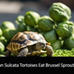 Can Sulcata Tortoises Eat Brussel Sprouts