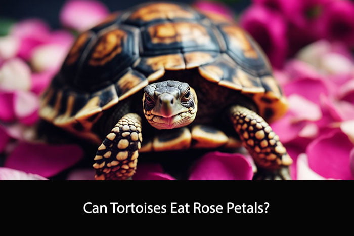 Can Tortoises Eat Rose Petals