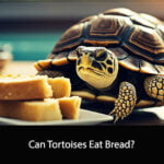 Can Tortoises Eat Bread