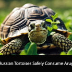 Can Russian Tortoises Eat Arugula