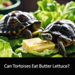 Can Tortoises Eat Butter Lettuce
