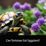 Can Tortoises Eat Eggplant
