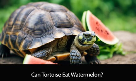 Can Tortoise Eat Watermelon?
