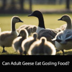 Can Adult Geese Eat Gosling Food