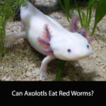 Can Axolotls Eat Red Worms