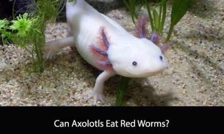 Can Axolotls Eat Red Worms? A Comprehensive Guide