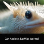 Can Axolotls Eat Wax Worms