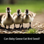 Can Baby Geese Eat Bird Seed