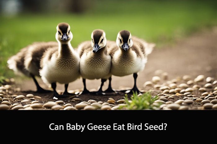 Can Baby Geese Eat Bird Seed?