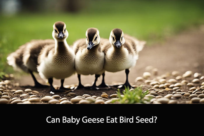 Can Baby Geese Eat Bird Seed