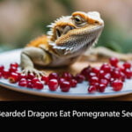 Can Bearded Dragons Eat Pomegranate Seeds