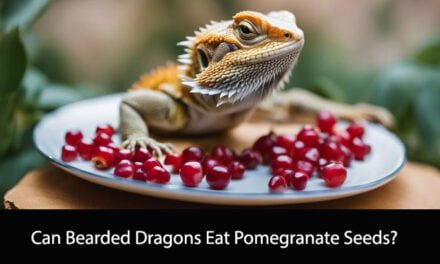 Can Bearded Dragons Eat Pomegranate Seeds?