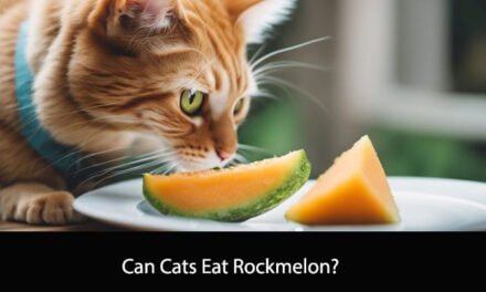 Can Cats Eat Rockmelon?