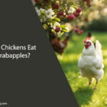 Can Chickens Eat Crabapples