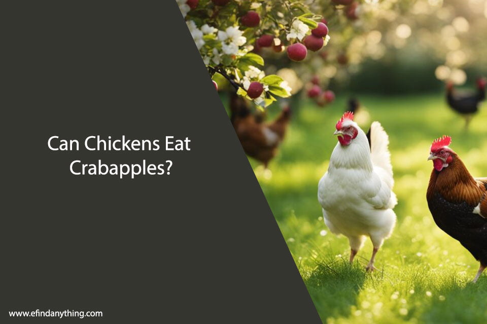 Can Chickens Eat Crabapples