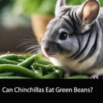 Can Chinchillas Eat Green Beans