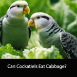 Can Cockatiels Eat Cabbage