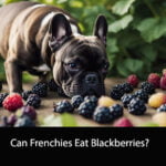 Can Frenchies Eat Blackberries