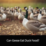 Can Geese Eat Duck Food